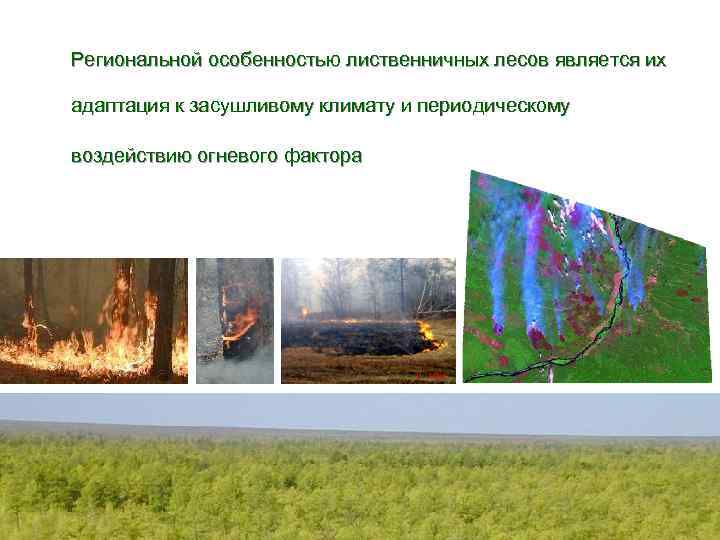 Региональной особенностью лиственничных лесов является их адаптация к засушливому климату и периодическому воздействию огневого