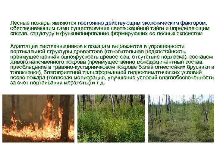 Лесные пожары являются постоянно действующим экологическим фактором, обеспечивающим само существование светлохвойной тайги и определяющим