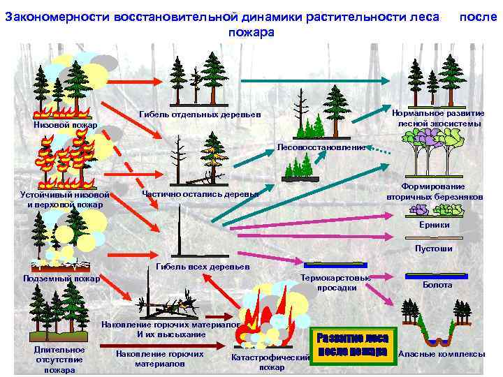 На рисунке показана ы возникшая ие после лесного пожара