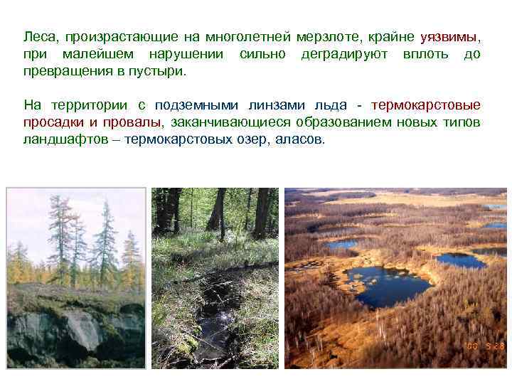 Леса, произрастающие на многолетней мерзлоте, крайне уязвимы, при малейшем нарушении сильно деградируют вплоть до