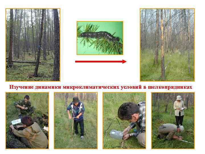 Изучение динамики микроклиматических условий в шелкопрядниках 