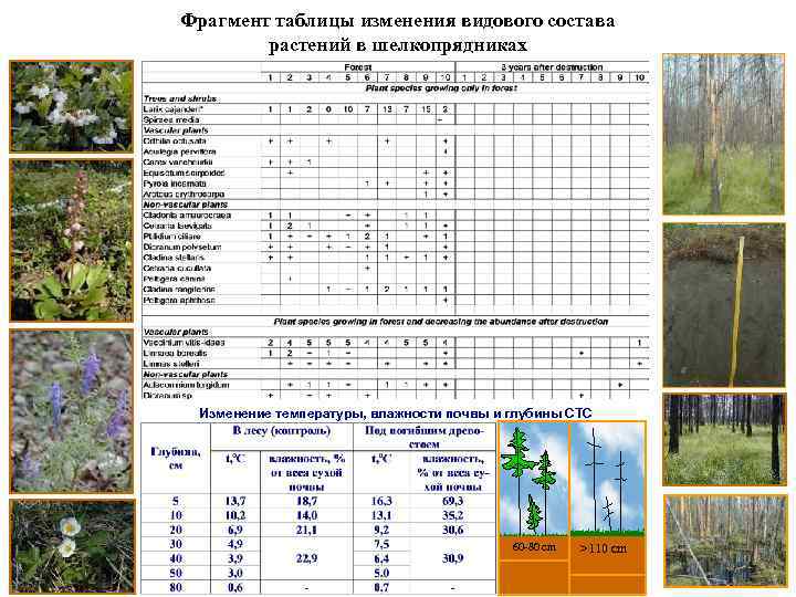 Фрагмент таблицы изменения видового состава растений в шелкопрядниках Изменение температуры, влажности почвы и глубины