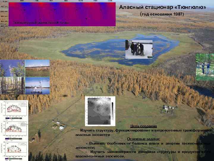 Аласный стационар «Тюнгюлю» (год основания 1987) Температурный режим лесной почвы Цель создания Изучить структуру,