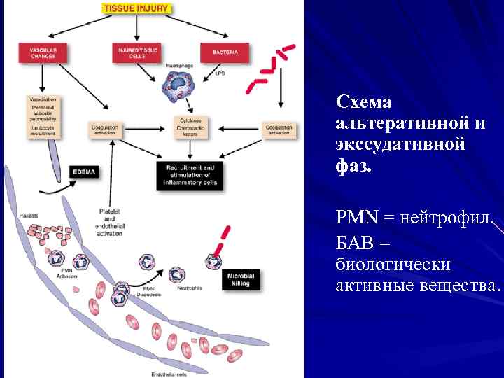 Схема воспалительного процесса с обозначениями