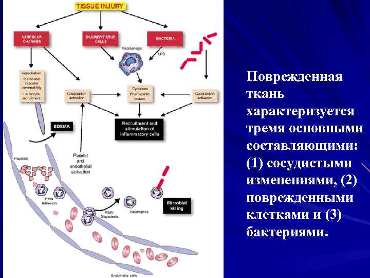 Поврежденная ткань характеризуется тремя основными составляющими: (1) сосудистыми изменениями, (2) поврежденными клетками и (3)