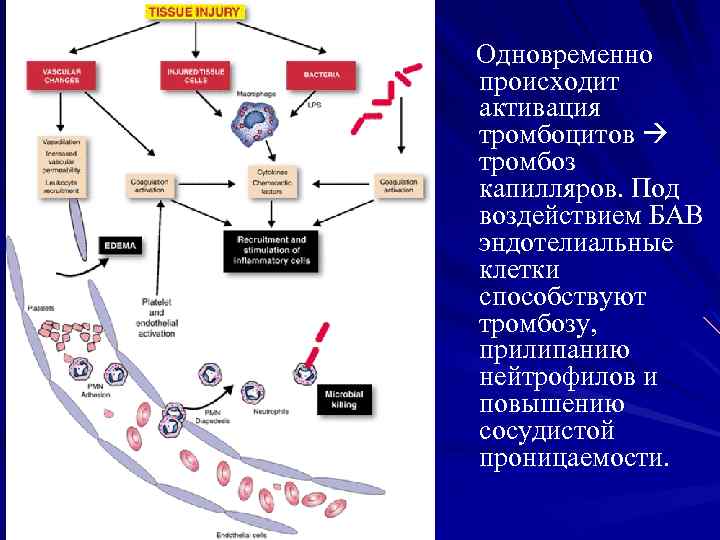 Одновременно происходит активация тромбоцитов тромбоз капилляров. Под воздействием БАВ эндотелиальные клетки способствуют тромбозу, прилипанию