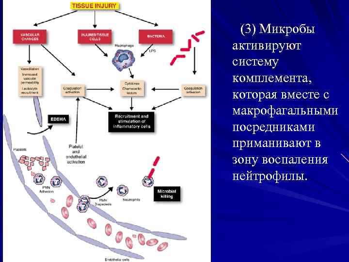 (3) Микробы активируют систему комплемента, которая вместе с макрофагальными посредниками приманивают в зону воспаления
