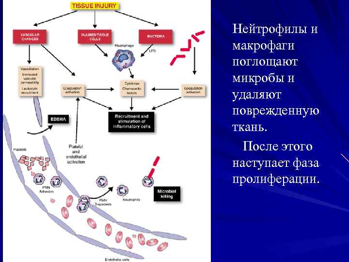 Нейтрофилы и макрофаги поглощают микробы и удаляют поврежденную ткань. После этого наступает фаза пролиферации.