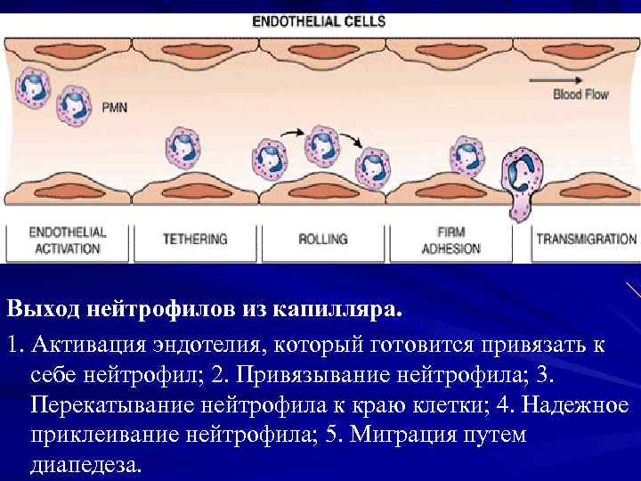 Воспаление ответ