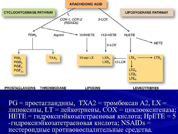 PG = простагландины, TXA 2 = тромбоксан А 2, LX = липоксины, LT =