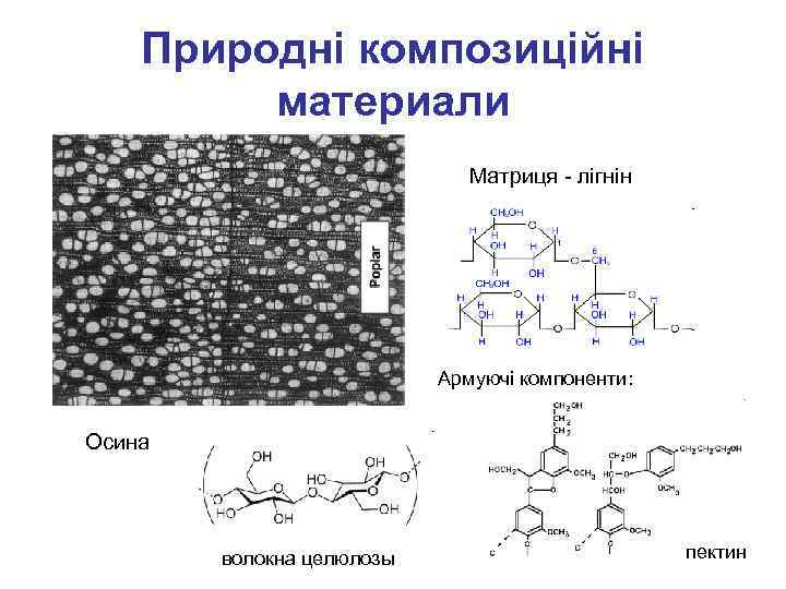 Природні композиційні материали Матриця - лігнін Армуючі компоненти: Осина волокна целюлозы пектин 