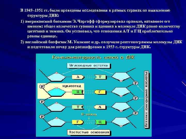 В 1949– 1951 гг. были проведены исследования в разных странах по выявлению структуры ДНК: