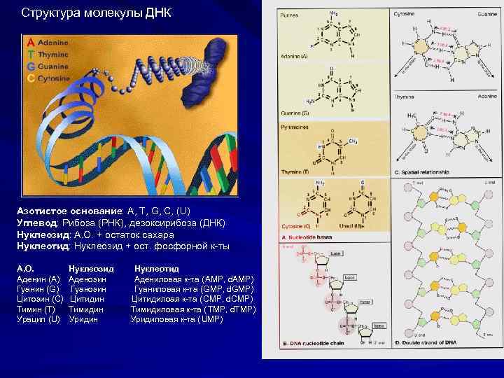 Азотистые основания молекулы днк. Строение молекулы РНК азотистые основания углевод. ДНК молекулы наследственности. Строение молекулы ДНК азотистые основания углевод. Азотистое основание в составе молекул ДНК.