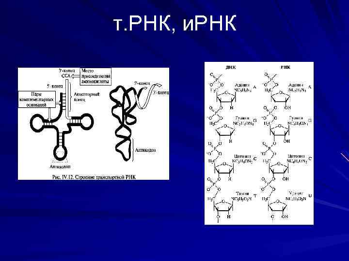 т. РНК, и. РНК 
