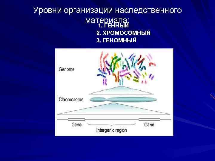 Уровни организации наследственного материала: 1. ГЕННЫЙ 2. ХРОМОСОМНЫЙ 3. ГЕНОМНЫЙ 