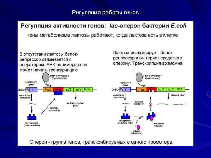 Регуляция на уровне транскрипции