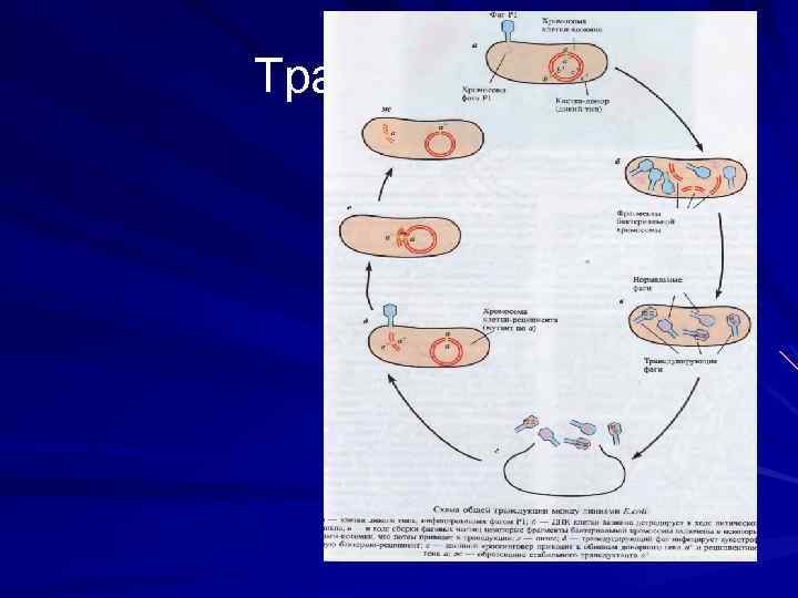 Трансдукция 