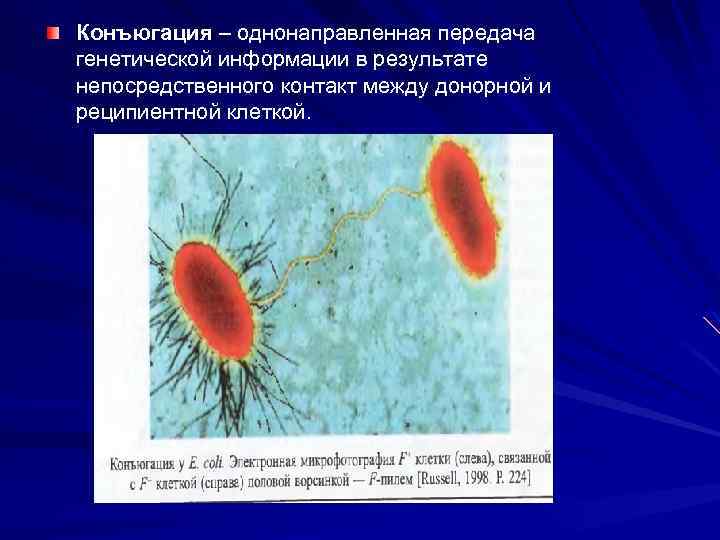Конъюгация – однонаправленная передача генетической информации в результате непосредственного контакт между донорной и реципиентной