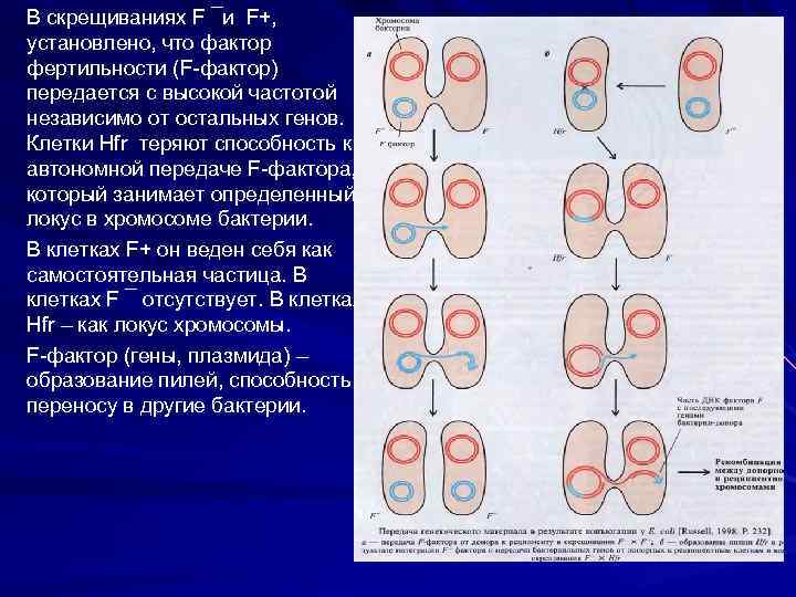 В скрещиваниях F ¯и F+, установлено, что фактор фертильности (F-фактор) передается с высокой частотой