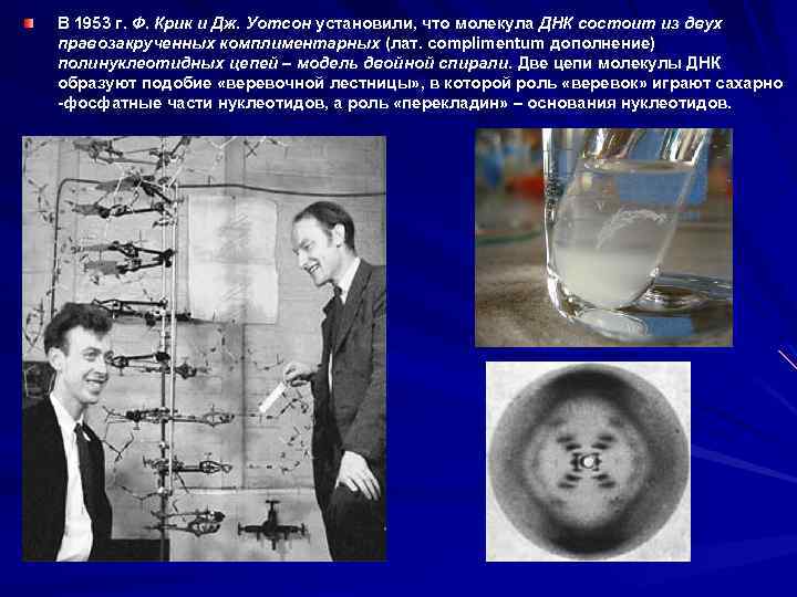 В 1953 г. Ф. Крик и Дж. Уотсон установили, что молекула ДНК состоит из