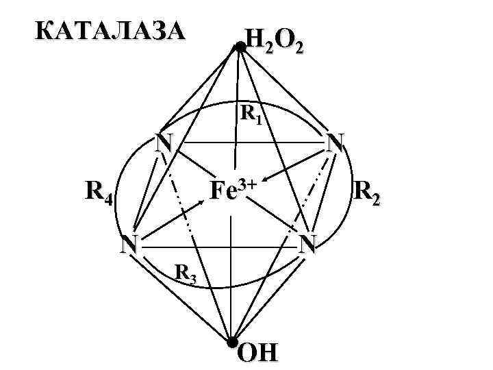 КАТАЛАЗА N R 4 ●Н 2 O 2 R 1 N Fe 3+ N