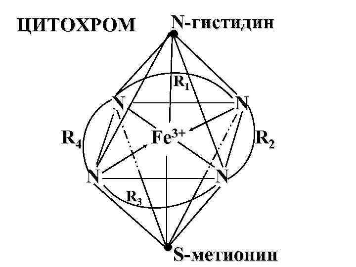 ЦИТОХРОМ N R 4 N гистидин ● R 1 N Fe 3+ N R