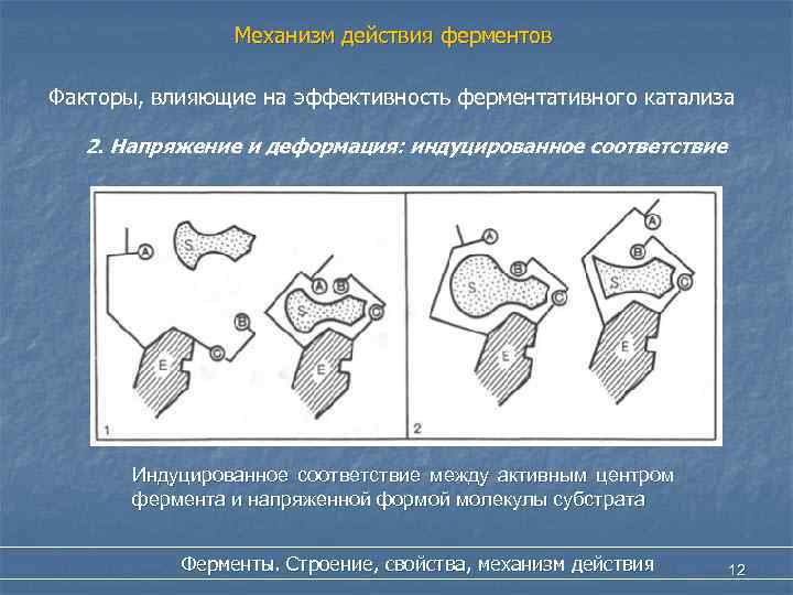 Механизм действия ферментов Факторы, влияющие на эффективность ферментативного катализа 2. Напряжение и деформация: индуцированное