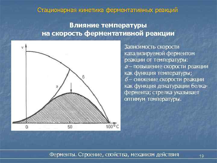 Стационарная кинетика ферментативных реакций Влияние температуры на скорость ферментативной реакции Зависимость скорости катализируемой ферментом