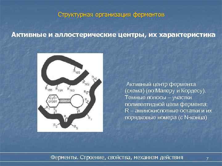 Активный центр фермента. Структурная организация ферментов биохимия. Структурно-функциональная организация ферментов. Характеристика активного центра ферментов. Уровни организации ферментов.