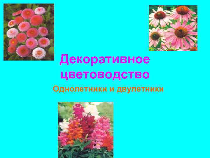 Декоративное цветоводство сообщение 7 класс биология. Однолетники двулетники. Декоративное цветоводство. Цветоводство презентация. Презентация- цветоводство и декоративное цветоводство.