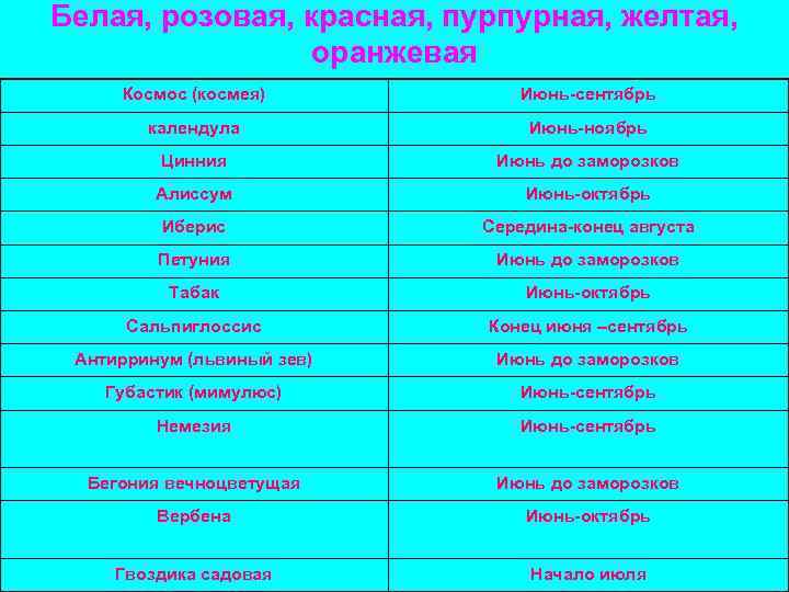 Белая, розовая, красная, пурпурная, желтая, оранжевая Космос (космея) Июнь-сентябрь календула Июнь-ноябрь Цинния Июнь до