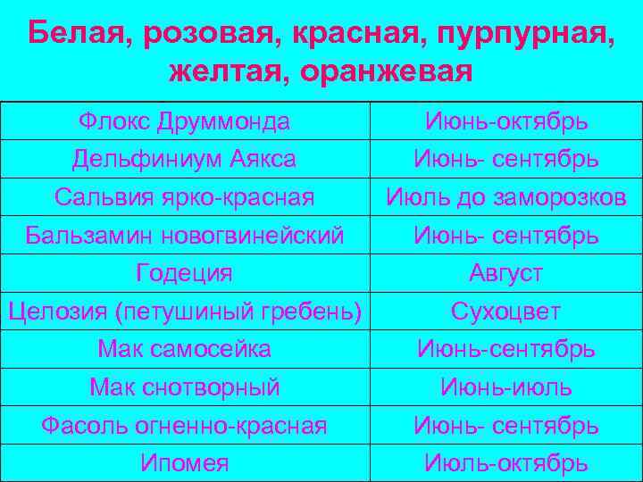 Белая, розовая, красная, пурпурная, желтая, оранжевая Флокс Друммонда Июнь-октябрь Дельфиниум Аякса Июнь- сентябрь Сальвия