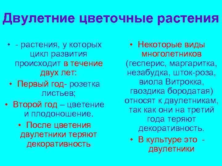Двулетние цветочные растения • - растения, у которых цикл развития происходит в течение двух