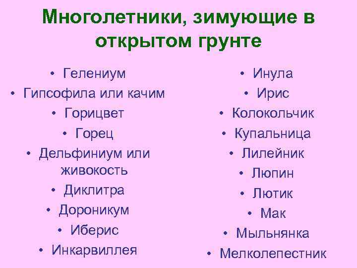 Многолетники, зимующие в открытом грунте • Гелениум • Гипсофила или качим • Горицвет •