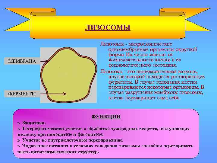 ЛИЗОСОМЫ МЕМБРАНА ФЕРМЕНТЫ Лизосомы - микроскопические одномембранные органеллы округлой формы Их число зависит от
