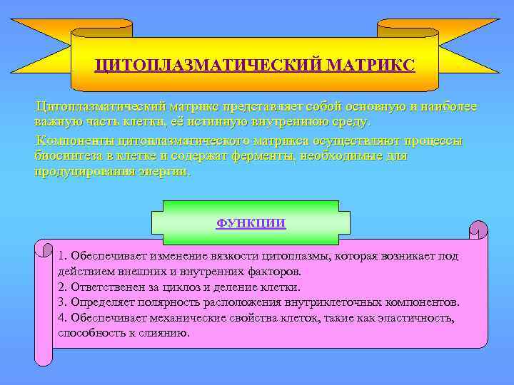 ЦИТОПЛАЗМАТИЧЕСКИЙ МАТРИКС Цитоплазматический матрикс представляет собой основную и наиболее важную часть клетки, её истинную