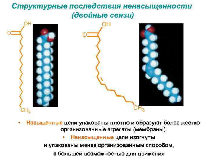 Структурные последствия ненасыщенности (двойные связи) • Насыщенные цепи упакованы плотно и образуют более жестко