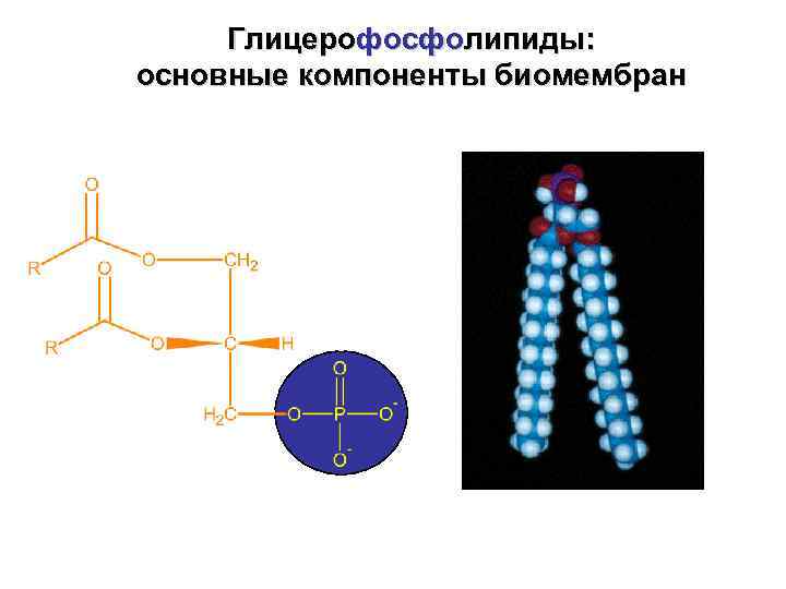  Глицерофосфолипиды: основные компоненты биомембран 