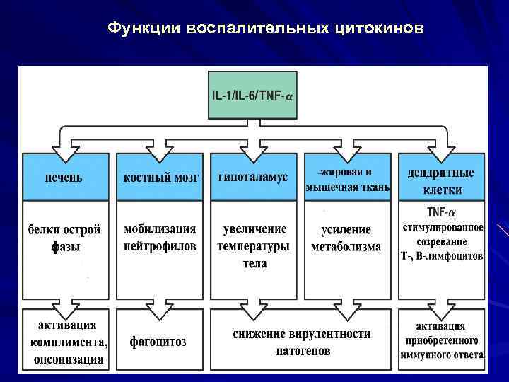 Функции воспалительных цитокинов 