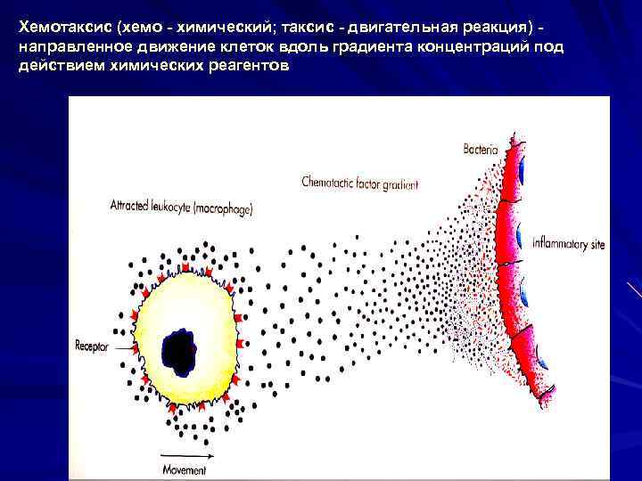Хемотаксис (хемо - химический; таксис - двигательная реакция) направленное движение клеток вдоль градиента концентраций