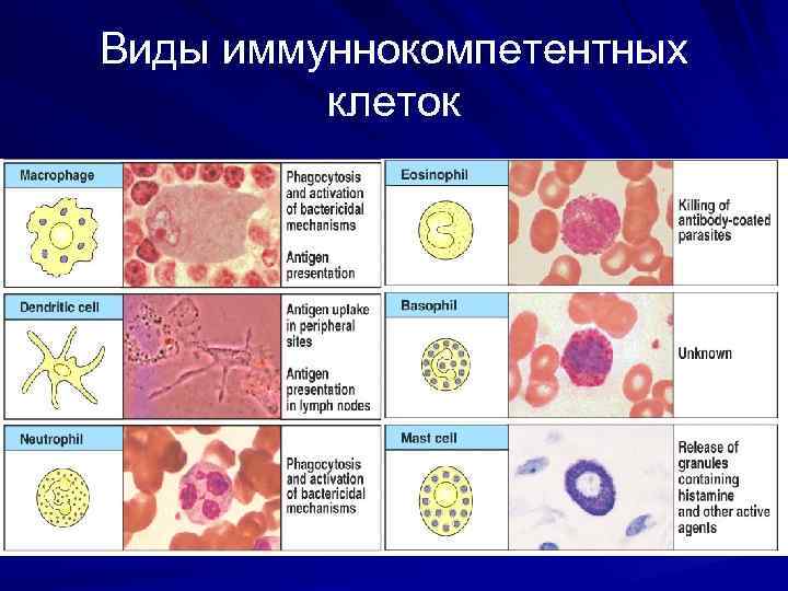 Виды иммуннокомпетентных клеток 
