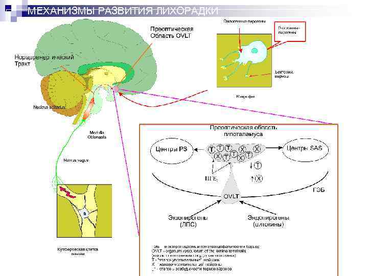 МЕХАНИЗМЫ РАЗВИТИЯ ЛИХОРАДКИ 