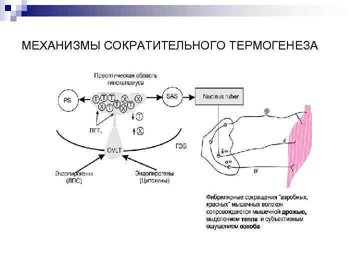 МЕХАНИЗМЫ СОКРАТИТЕЛЬНОГО ТЕРМОГЕНЕЗА 
