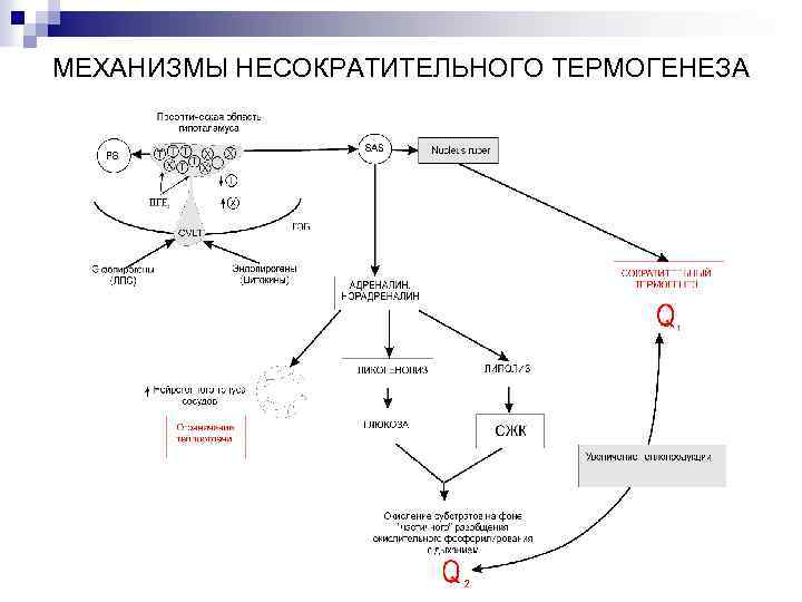 МЕХАНИЗМЫ НЕСОКРАТИТЕЛЬНОГО ТЕРМОГЕНЕЗА 