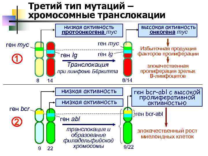 Третий тип мутаций – хромосомные транслокации высокая активность онкогена myc низкая активность протоонкогена myc