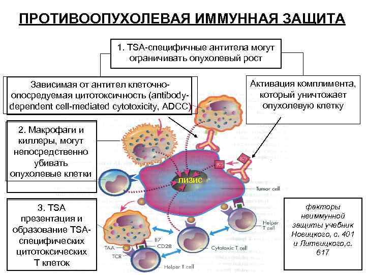 ПРОТИВООПУХОЛЕВАЯ ИММУННАЯ ЗАЩИТА 1. TSA-специфичные антитела могут ограничивать опухолевый рост Зависимая от антител клеточноопосредуемая