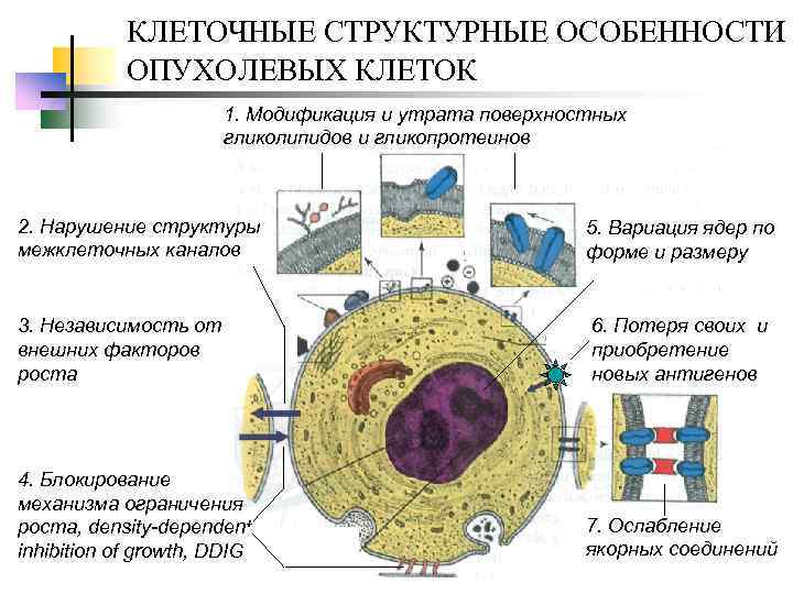 КЛЕТОЧНЫЕ СТРУКТУРНЫЕ ОСОБЕННОСТИ ОПУХОЛЕВЫХ КЛЕТОК 1. Модификация и утрата поверхностных гликолипидов и гликопротеинов 2.