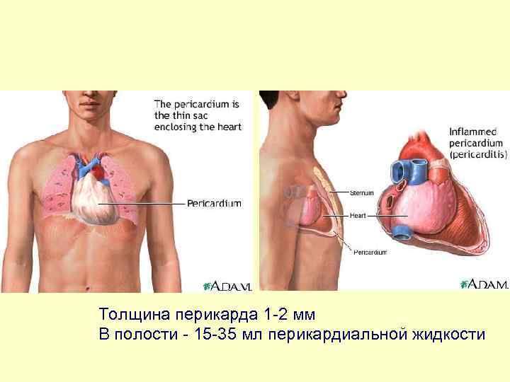 Толщина перикарда 1 -2 мм В полости - 15 -35 мл перикардиальной жидкости 