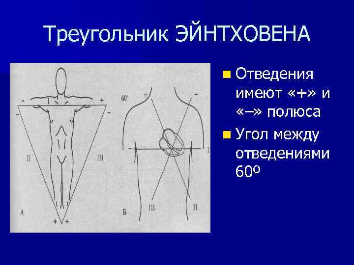 Треугольник ЭЙНТХОВЕНА n Отведения имеют «+» и «–» полюса n Угол между отведениями 60º