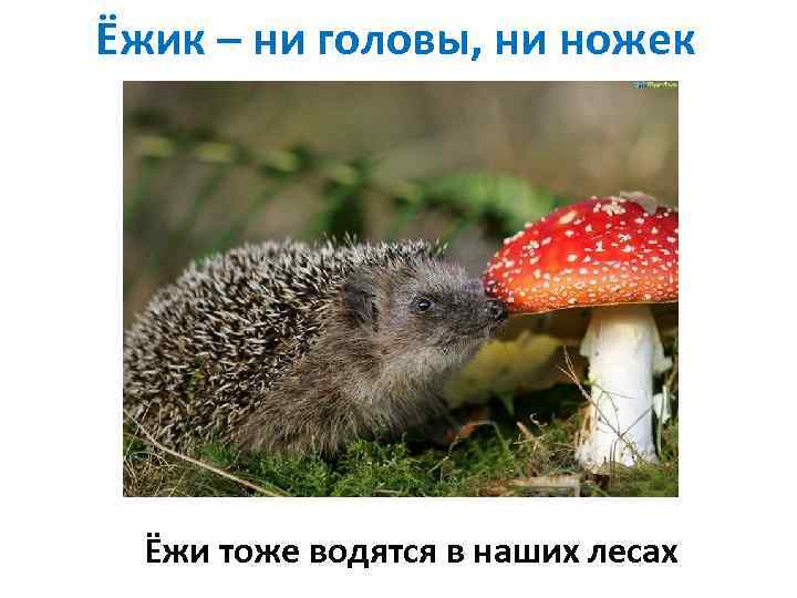 Ёжик – ни головы, ни ножек Ёжи тоже водятся в наших лесах 
